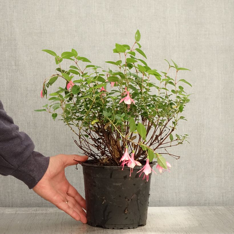 Fuchsia venusta Lady Thumb 2L/3L pot sample as delivered in autumn