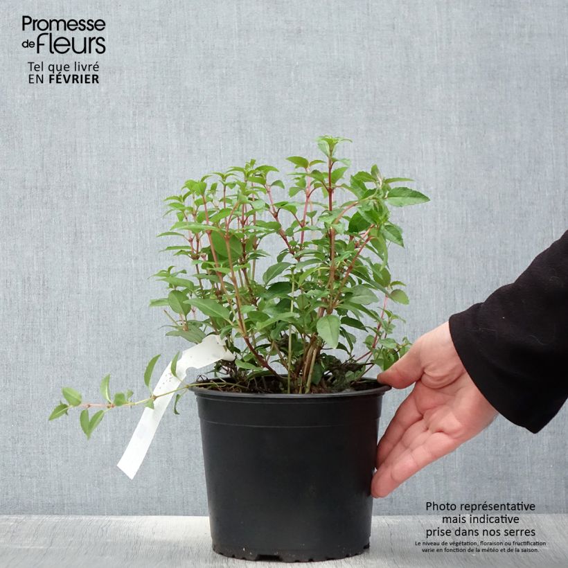 Fuchsia venusta Lady Thumb 2L/3L pot sample as delivered in winter