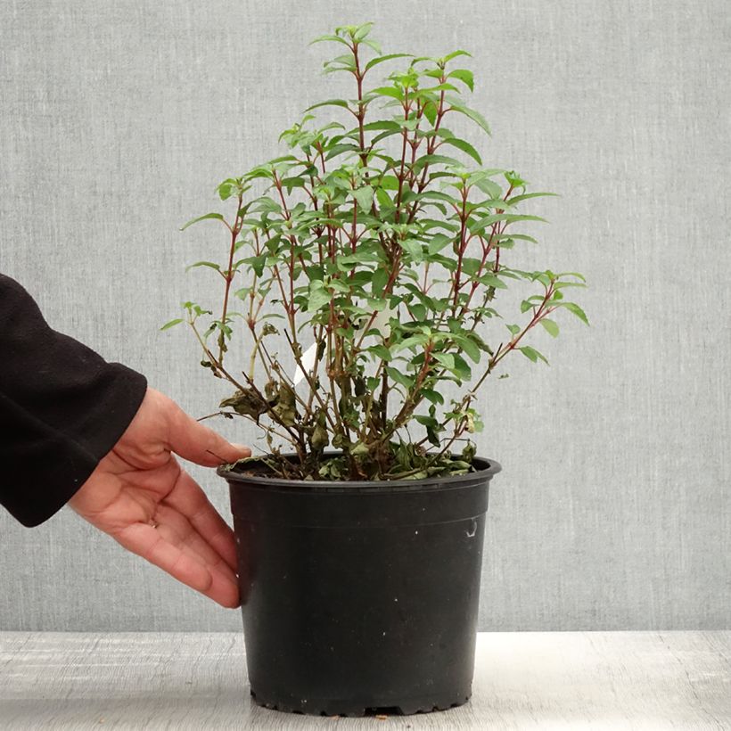 Fuchsia venusta Lady Thumb 2L/3L pot sample as delivered in spring