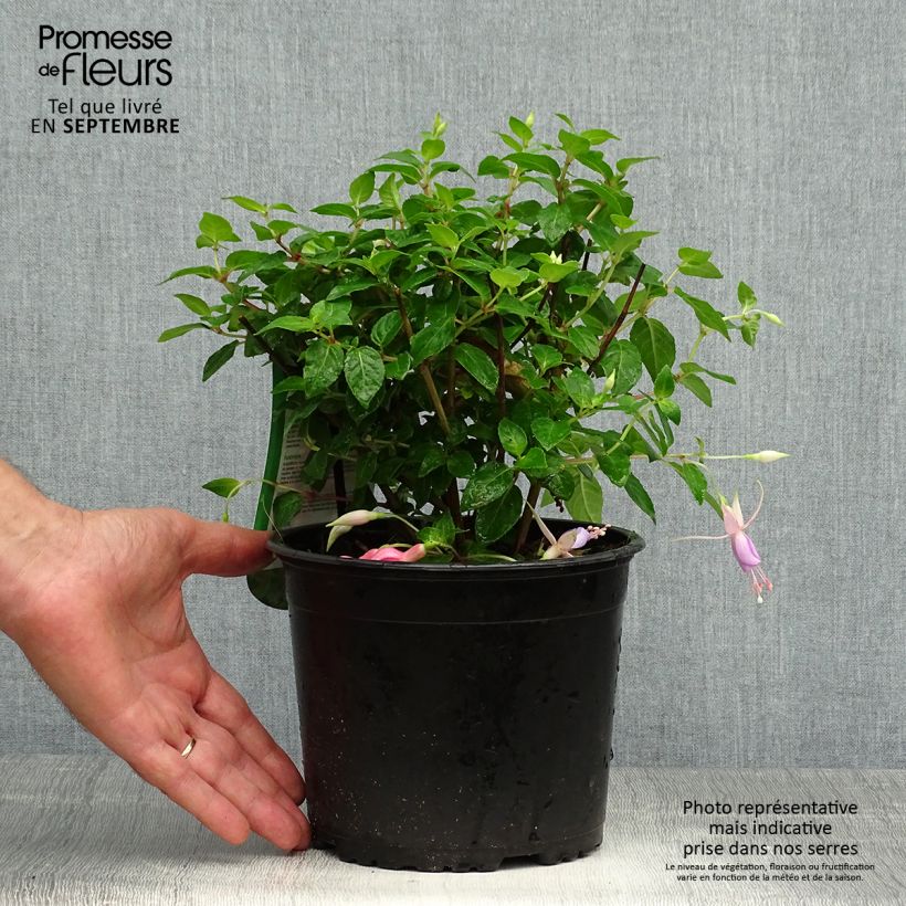 Fuchsia Margaret 2L/3L pot sample as delivered in autumn