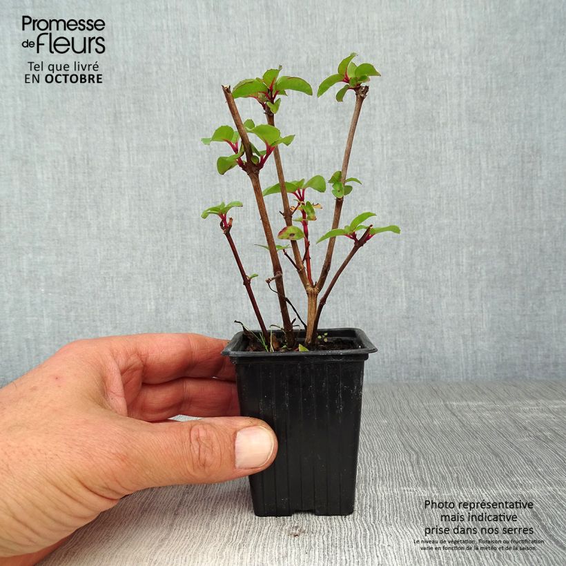 Fuchsia Marjory Black 7/8 cm pot sample as delivered in autumn