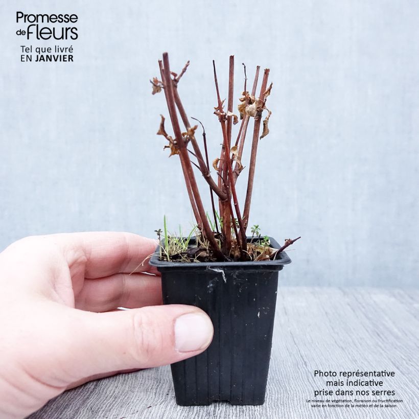 Fuchsia Marjory Black 7/8 cm pot sample as delivered in winter