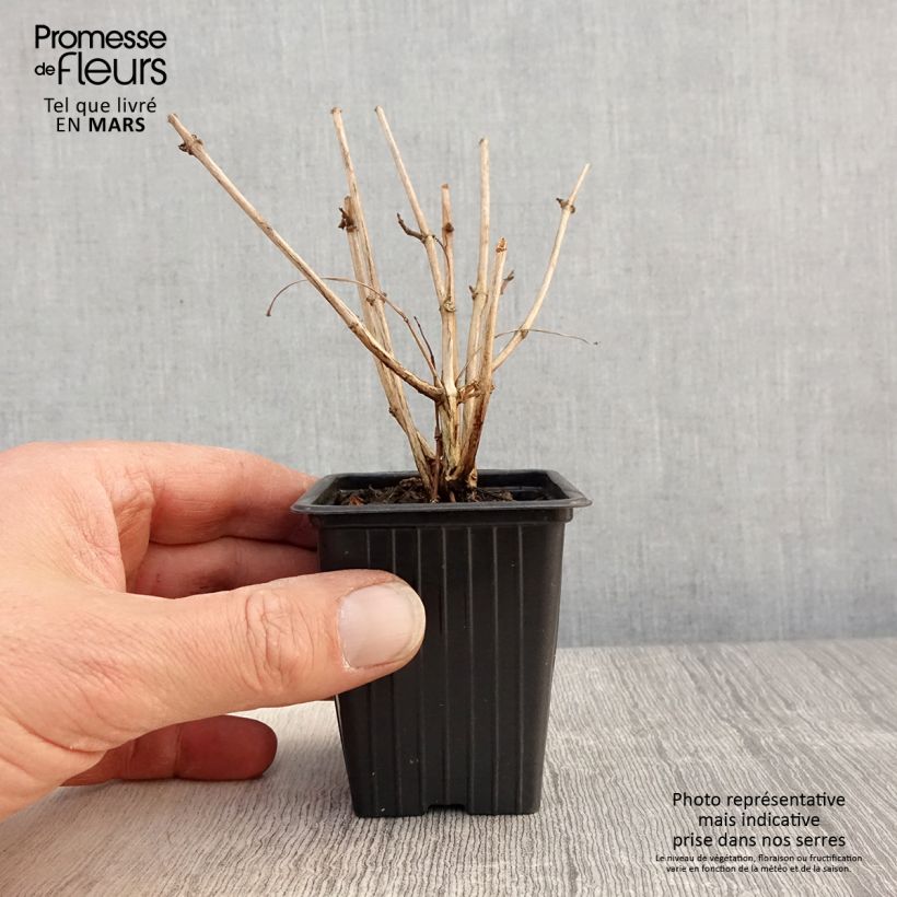 Fuchsia Marjory Black 7/8 cm pot sample as delivered in spring