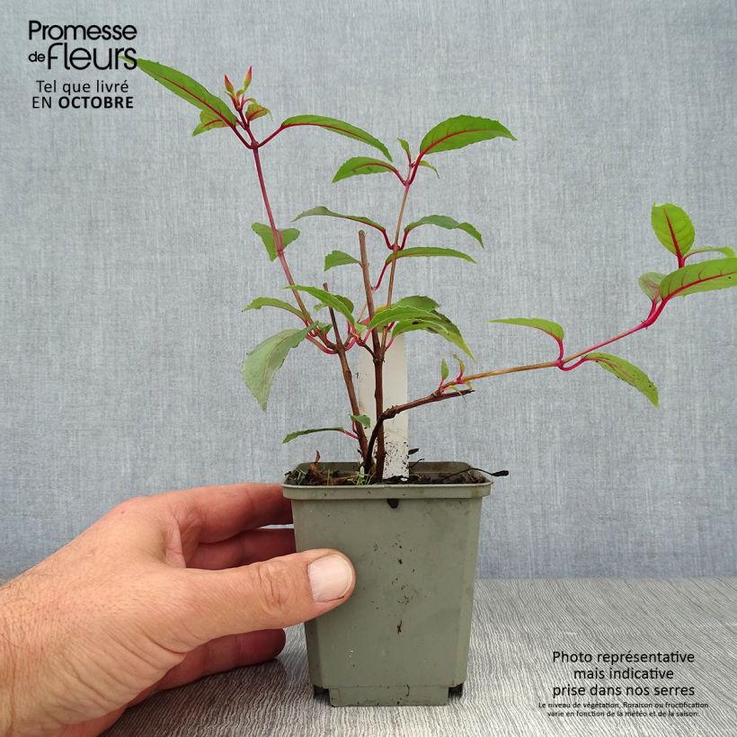 Fuchsia Madame Cornelissen 7/8 cm pot sample as delivered in autumn