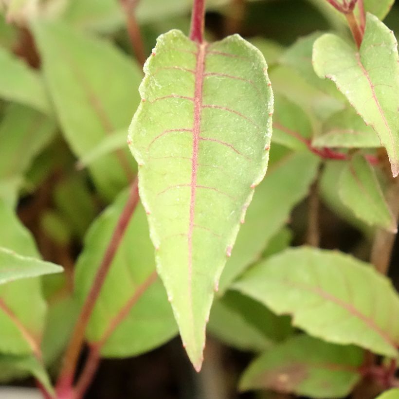 Fuchsia Madame Cornelissen (Foliage)
