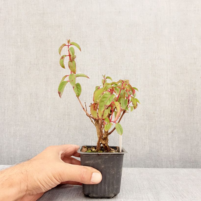 Fuchsia Mrs Popple 8/9 cm pot sample as delivered in autumn