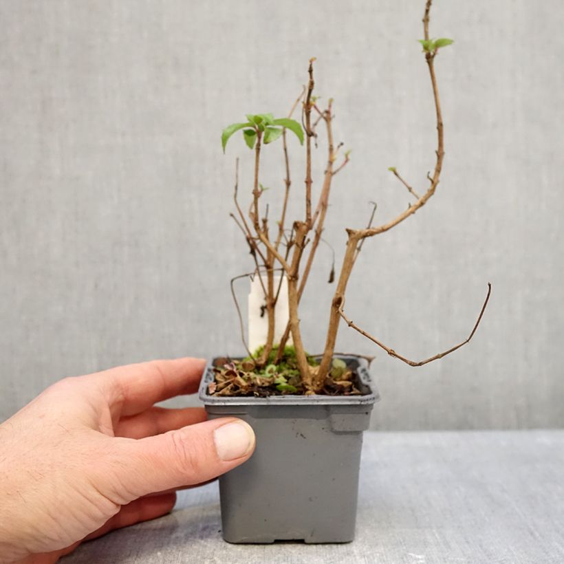 Fuchsia Mrs Popple 8/9 cm pot sample as delivered in winter