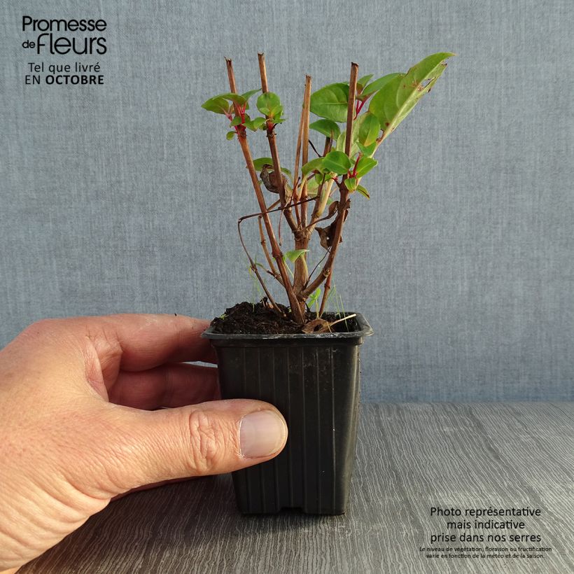 Fuchsia Princess Dollar 7/8 cm pot sample as delivered in autumn