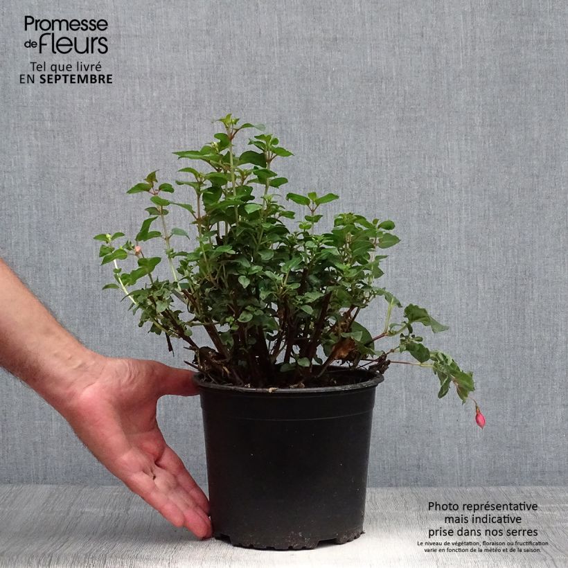 Fuchsia x hybrida Shrimp Cocktail 2L/3L pot sample as delivered in autumn