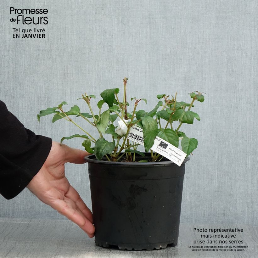 Fuchsia x hybrida Shrimp Cocktail 2L/3L pot sample as delivered in winter