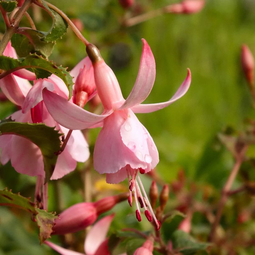 Fuchsia x hybrida Shrimp Cocktail (Flowering)