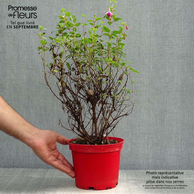 Fuchsia venusta Tom Thumb 2L/3L pot sample as delivered in autumn