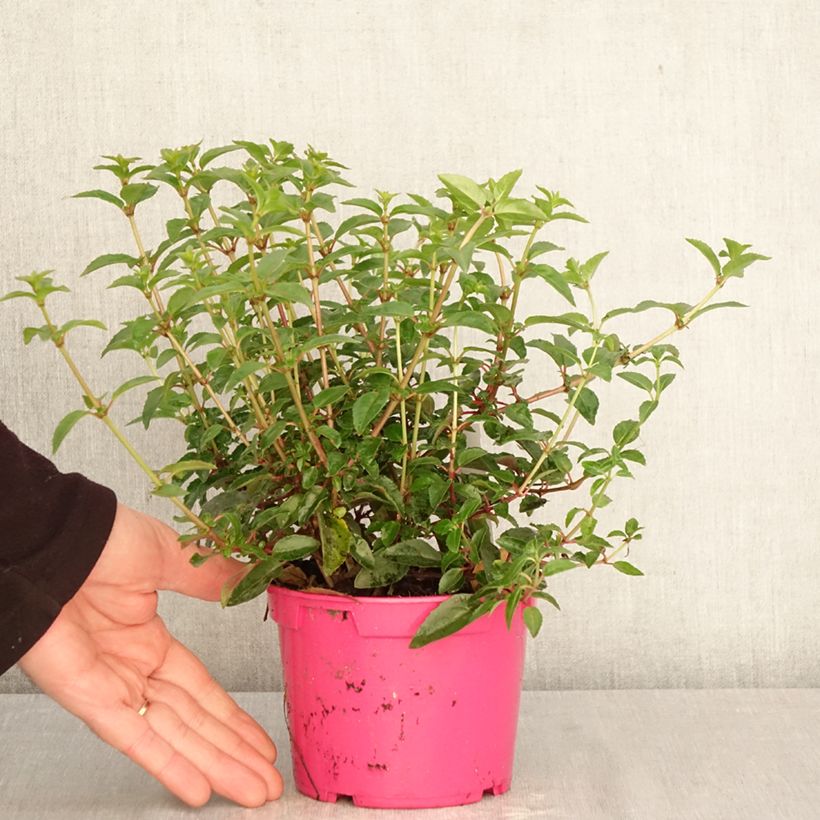 Fuchsia venusta Tom Thumb 12cm pot sample as delivered in spring