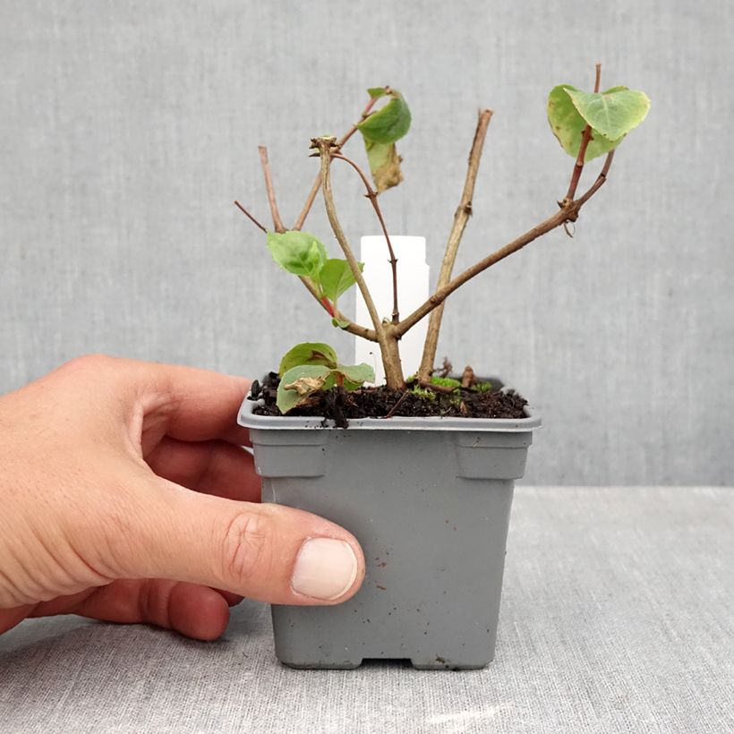 Fuchsia White King 8/9 cm pot sample as delivered in autumn