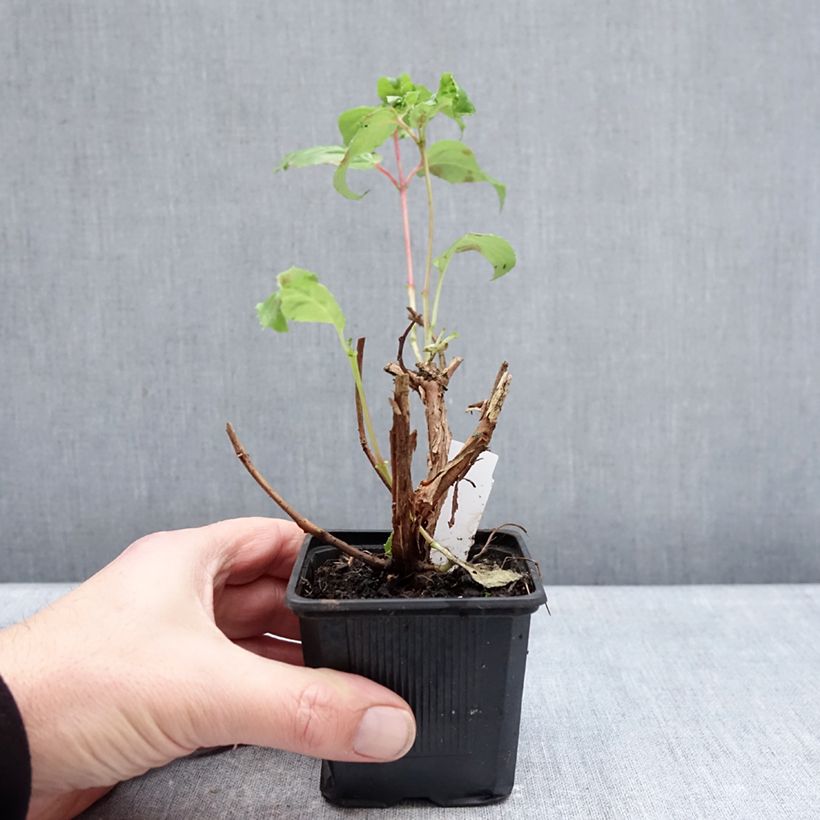 Fuchsia White King 8/9 cm pot sample as delivered in winter