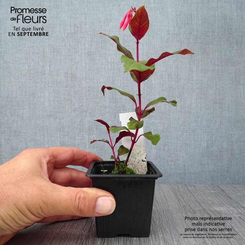 Fuchsia x triphylla Thalia 8/9 cm pot sample as delivered in autumn