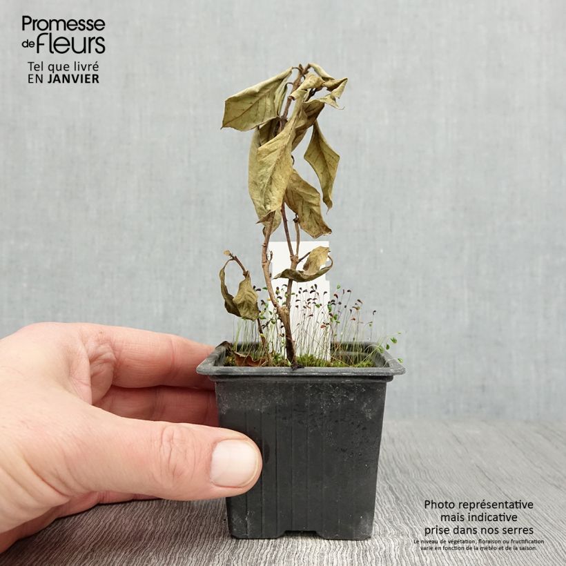 Fuchsia x triphylla Thalia 8/9 cm pot sample as delivered in winter