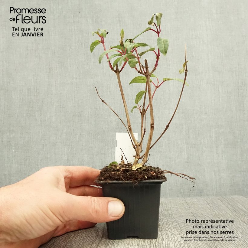 Fuchsia Winston Churchill 8/9 cm pot sample as delivered in winter