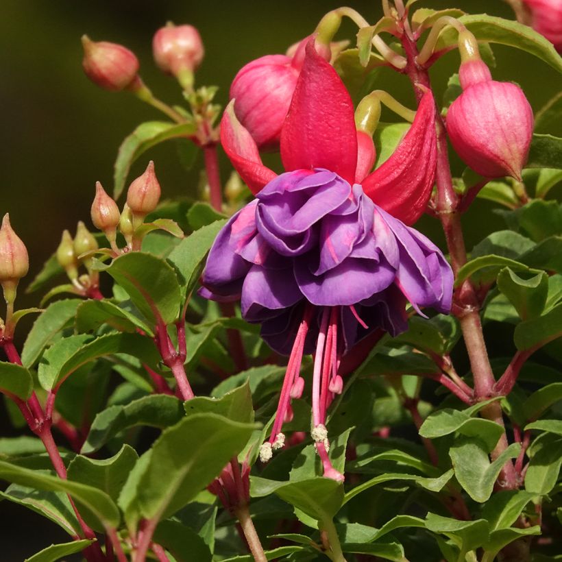 Fuchsia Winston Churchill (Flowering)