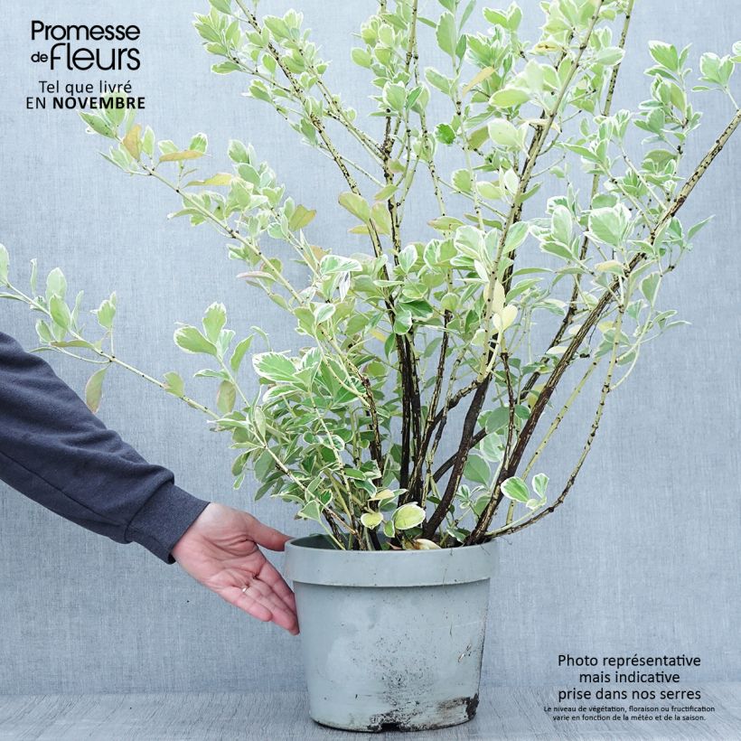 Euonymus japonicus Silver King - Japanese Spindle 7.5L/10L pot sample as delivered in autumn