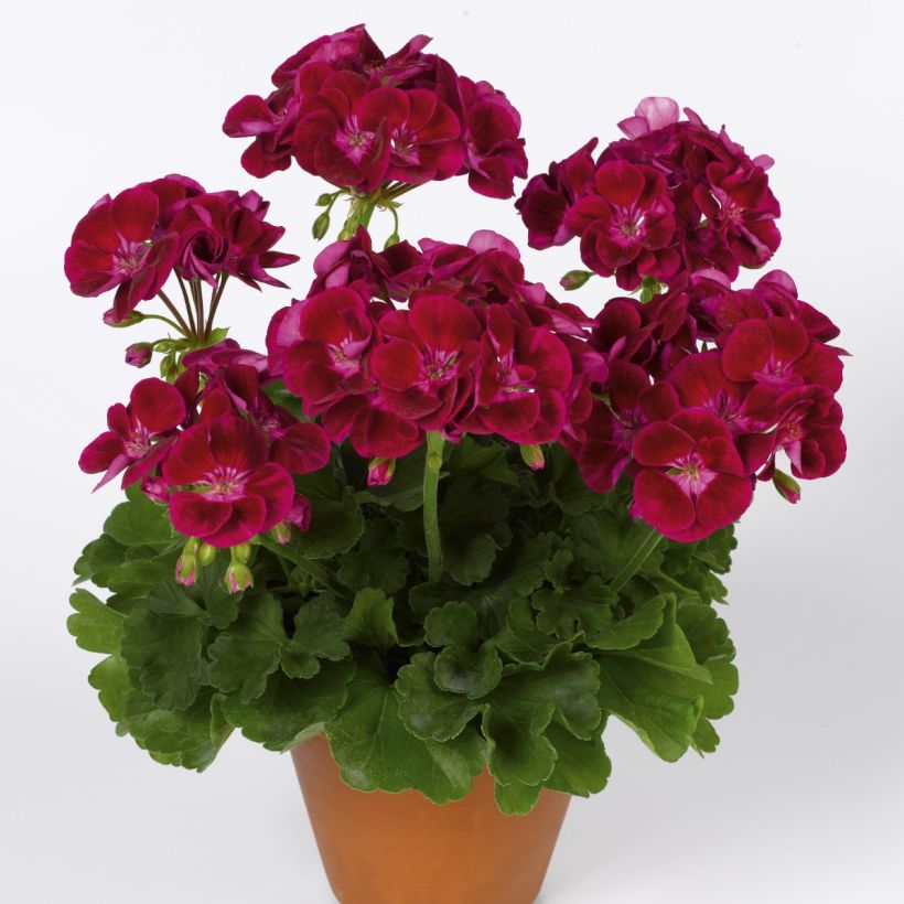 Pelargonium hortorum Flower Fairy Velvet (Plant habit)