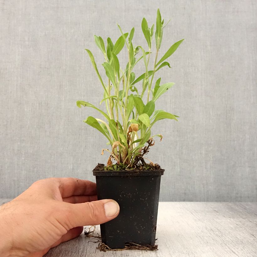 Gaillardia Arizona Red Shades 8/9 cm pot sample as delivered in spring