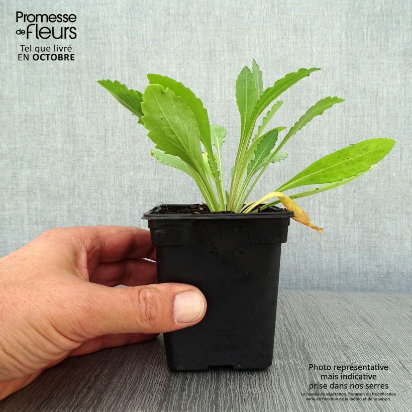 Gaillardia grandiflora Burgunder 7/8 cm pot sample as delivered in autumn