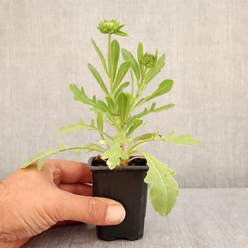 Gaillardia Lutin 7/8 cm pot sample as delivered in summer