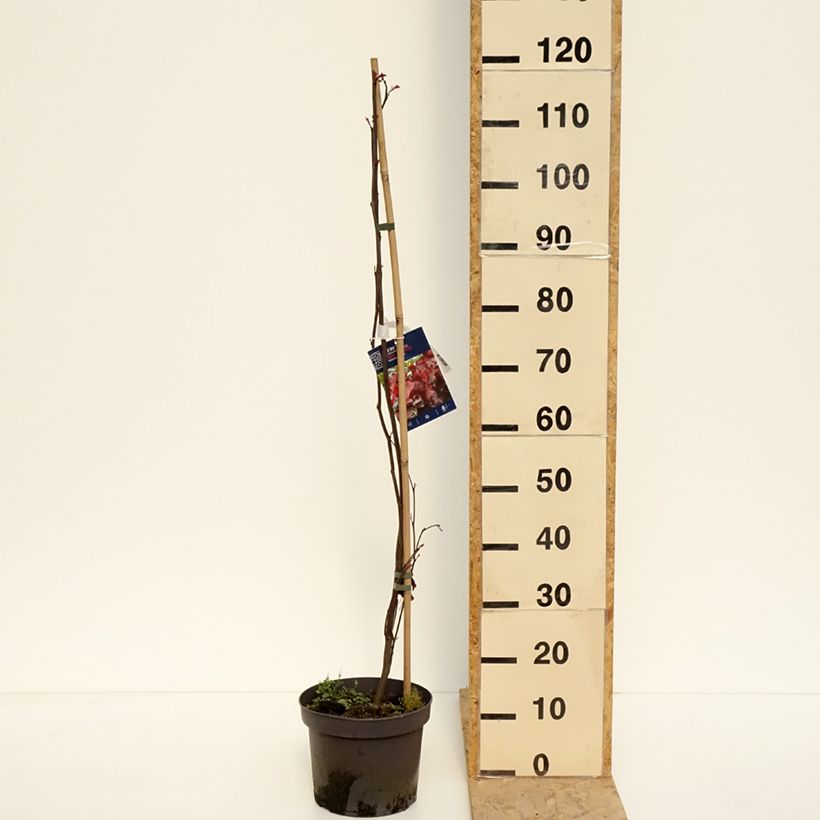 Cercis canadensis Red Force - Eastern Redbud 7.5L/10L pot sample as delivered in spring