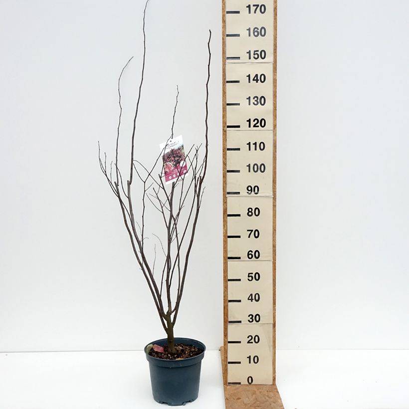 Cercis canadensis Red Force - Eastern Redbud 7.5L/10L pot sample as delivered in autumn