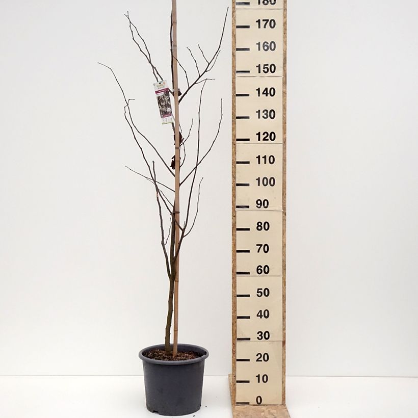 Cercis canadensis Royal White - Eastern Redbud 7.5L/10L pot sample as delivered in winter