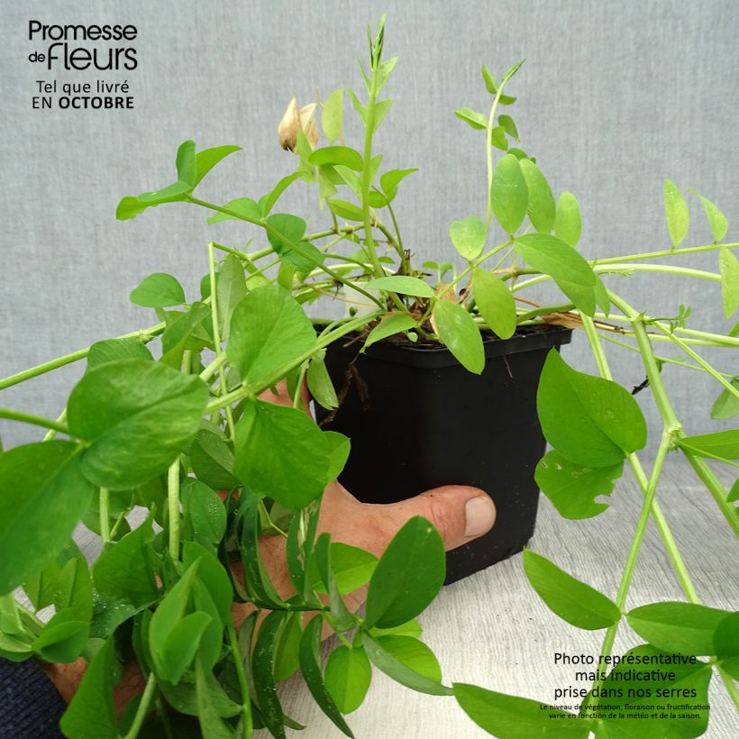 Galega officinalis 8/9 cm pot sample as delivered in autumn