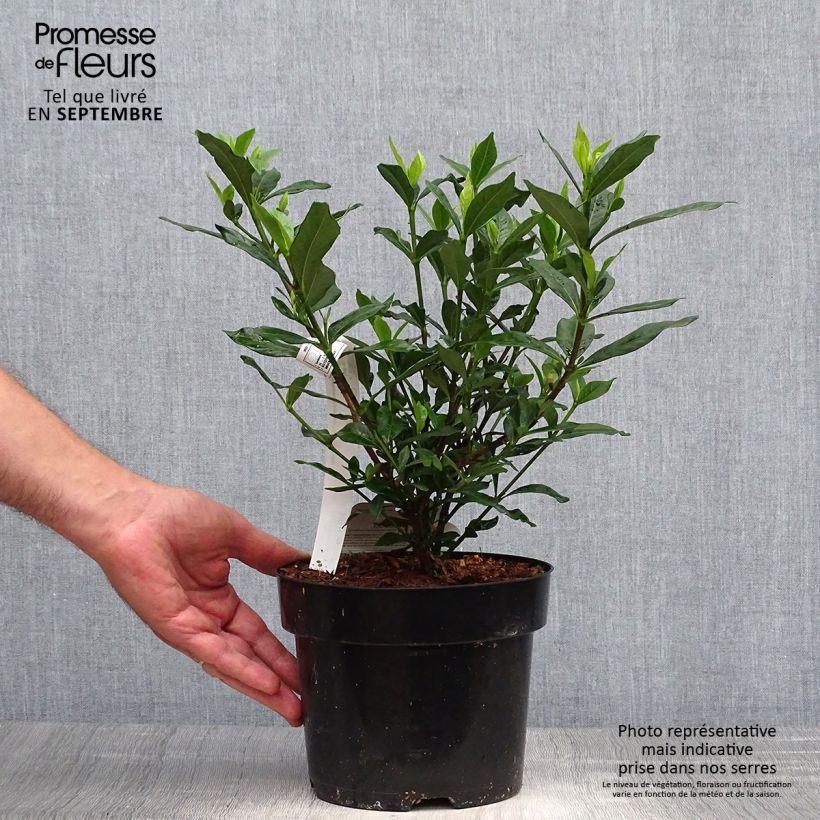 Gardenia jasminoides Double Mint 2L/3L pot sample as delivered in autumn