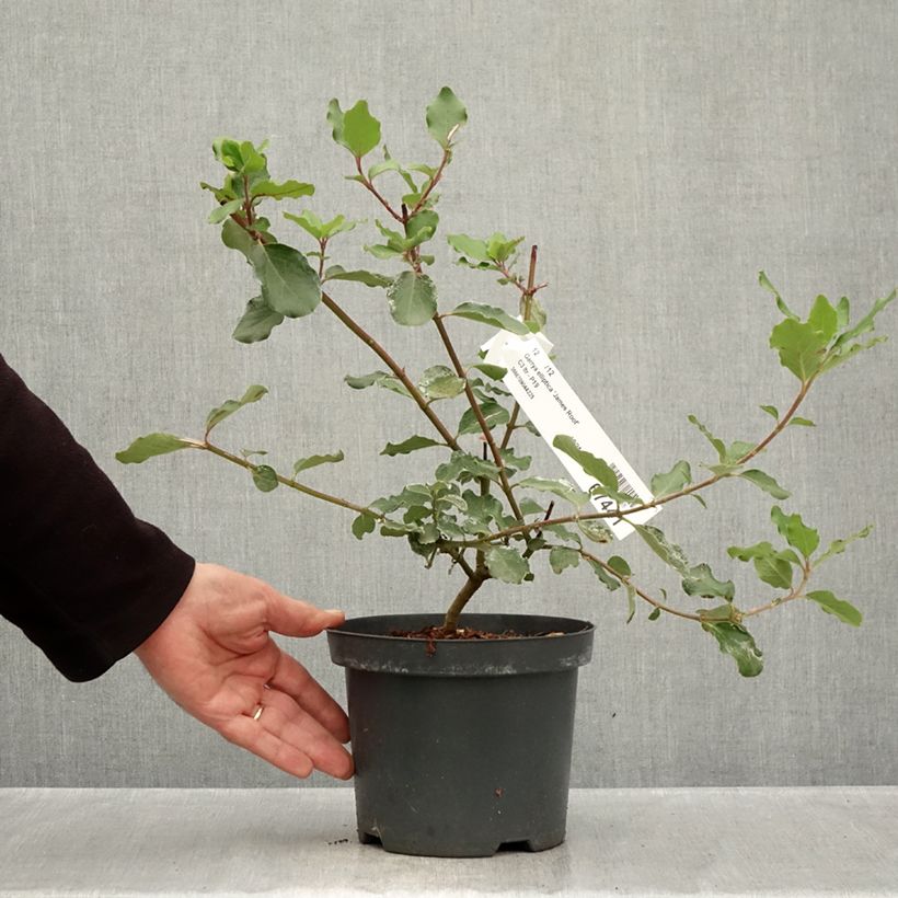 Garrya elliptica James Roof 2L/3L pot sample as delivered in autumn