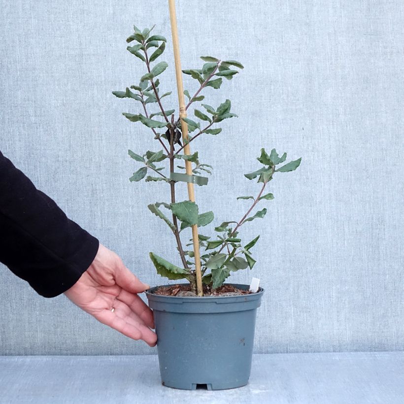 Garrya elliptica James Roof 2L/3L pot sample as delivered in winter