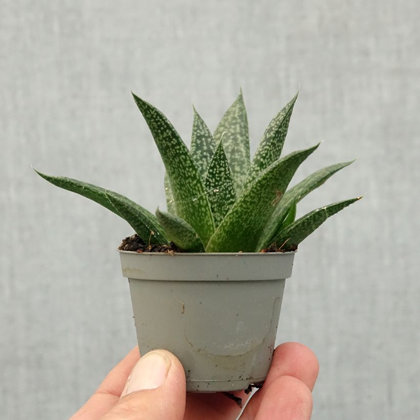 ×Gasteraloe (Aloe aristata × Gasteria carinata var. verrucosa) 'D. Delta' mini plant sample as delivered in spring