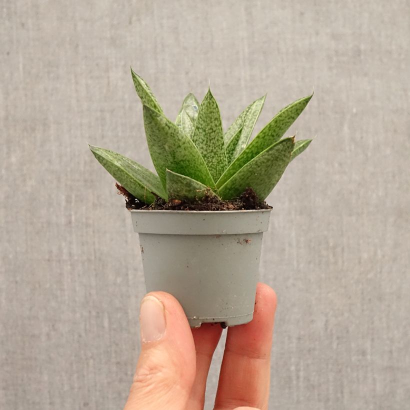 Gasteria  'D. Tiga' mini plant sample as delivered in spring