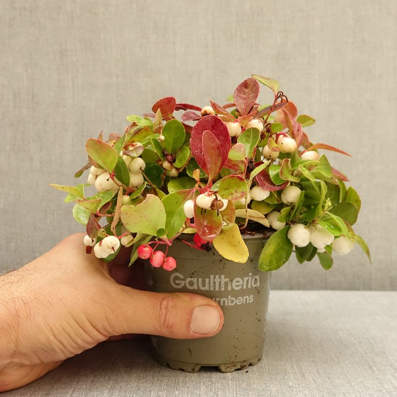 Gaultheria procumbens Color Surprise - American Wintergreen 10cm/11cm pot sample as delivered in autumn
