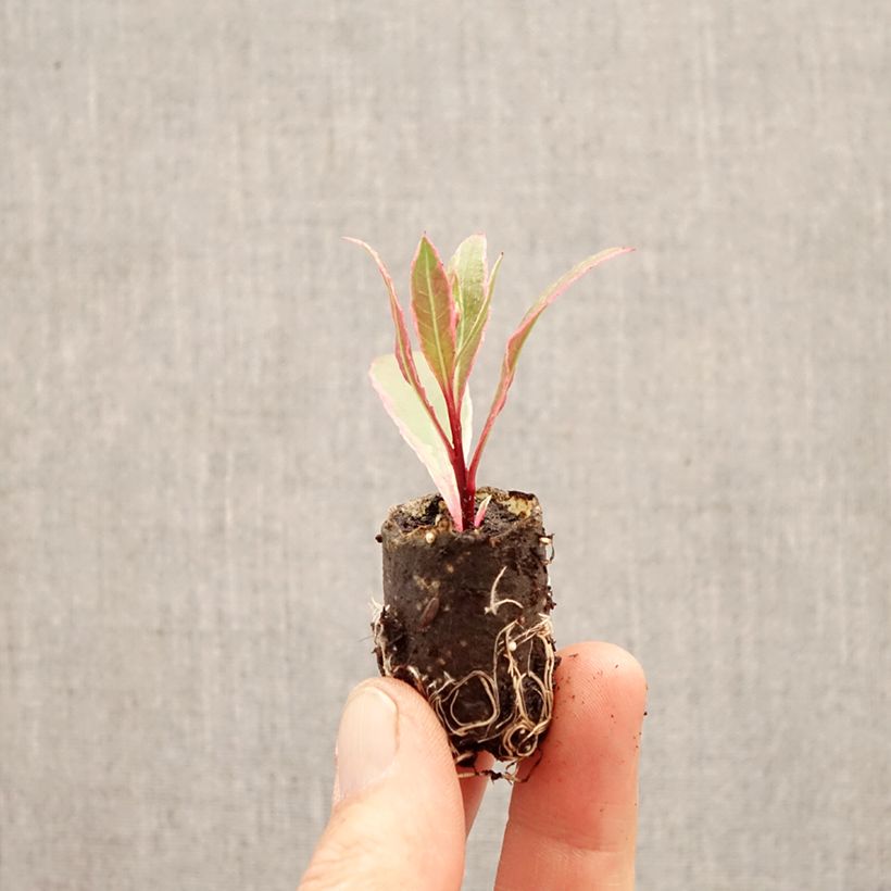 Gaura EVERLAST Viva Nova - Gaura lindheimeri Plug plant 3/4cm sample as delivered in spring