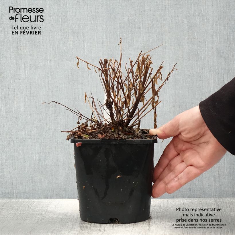 Gaura lindheimeri Baby Butterfly Dark Pink - Lindheimer's Beeblossom 2L/3L pot sample as delivered in winter