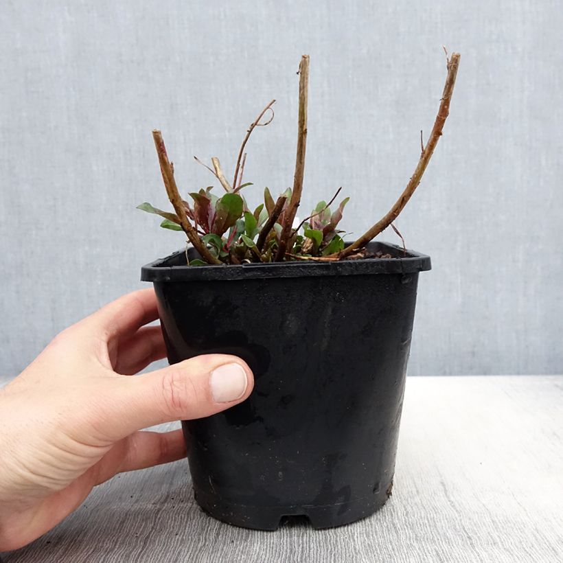 Gaura lindheimeri Baby Butterfly Dark Pink - Lindheimer's Beeblossom 2L/3L pot sample as delivered in spring