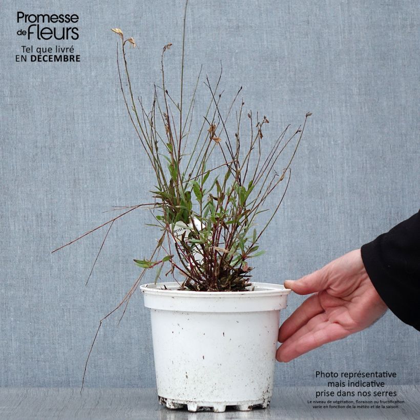Gaura lindheimeri Blanche - Beeblossom 2L/3L pot sample as delivered in autumn