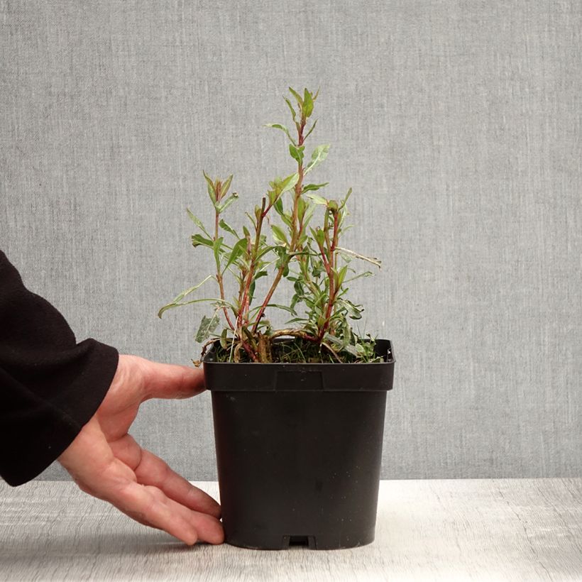 Gaura lindheimeri Snowstorm 2L/3L pot sample as delivered in spring