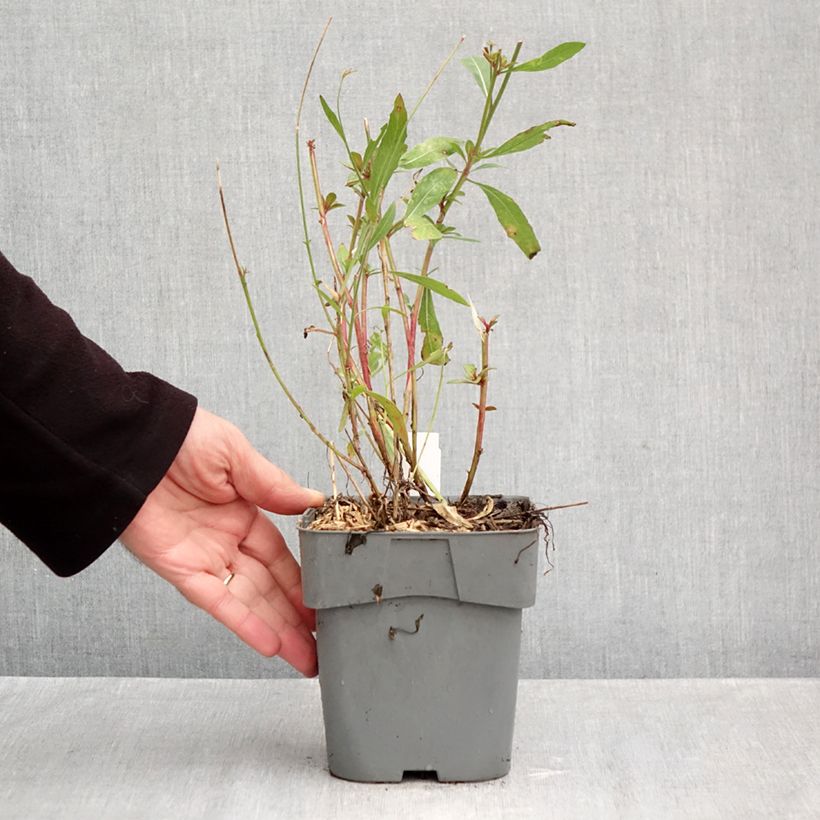 Gaura lindheimeri Snowstorm 2L/3L pot sample as delivered in autumn