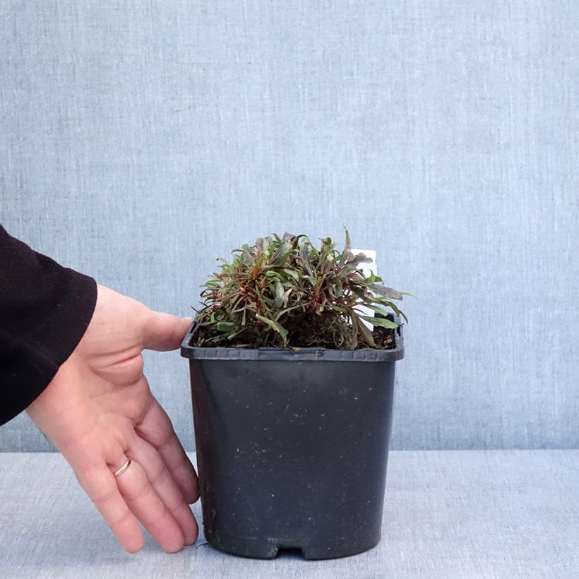 Gaura lindheimeri Blaze 2L/3L pot sample as delivered in winter