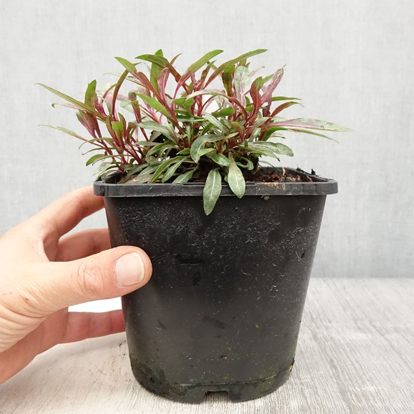 Gaura lindheimeri Blaze 2L/3L pot sample as delivered in spring