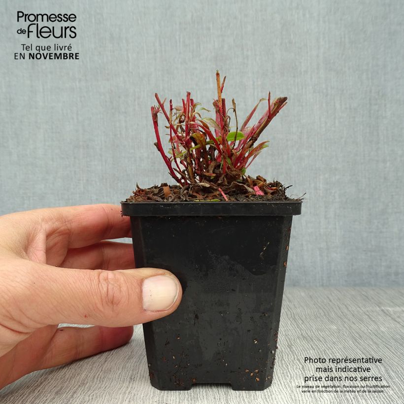 Gaura lindheimeri Cherry Brandy 8/9 cm pot sample as delivered in autumn