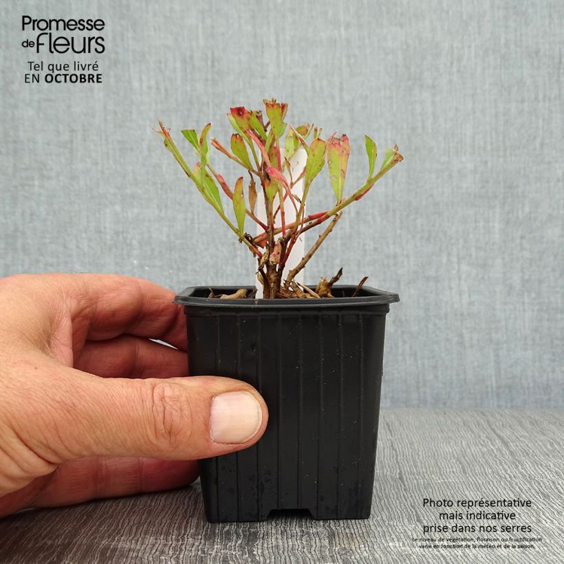Gaura lindheimeri Freefolk Rosy 8/9 cm pot sample as delivered in autumn