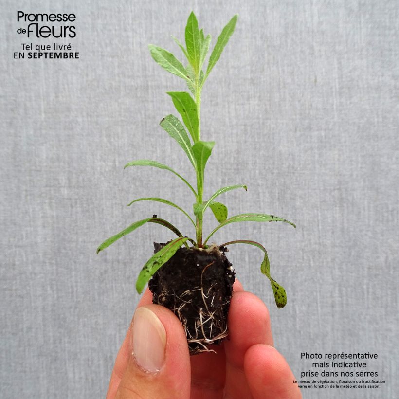Gaura lindheimeri Rosy Jane Plug plant 3/4cm sample as delivered in autumn