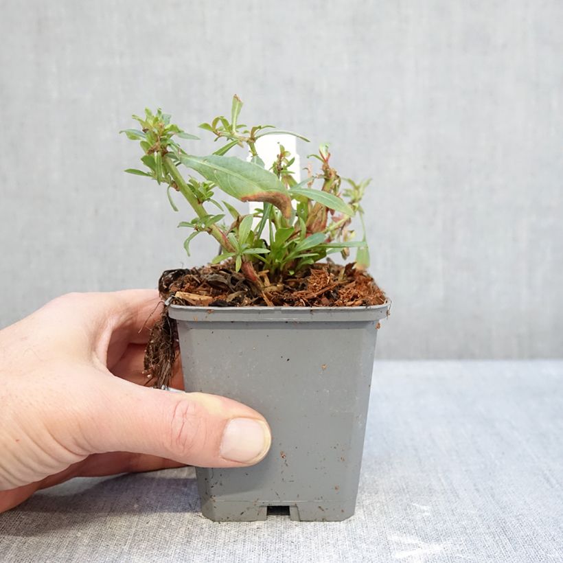 Gaura lindheimeri Snowbird 8/9 cm pot sample as delivered in winter